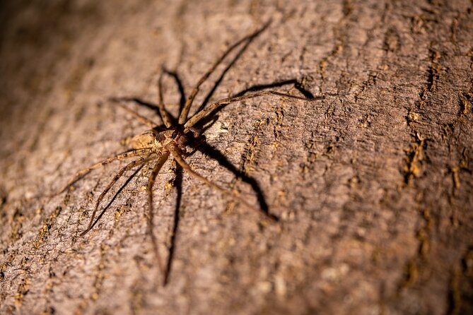 Sinharaja Rainforest Day Tour By Rainforest Expedition - Stop 2: the forest reserve, keeping the focus on endemic life