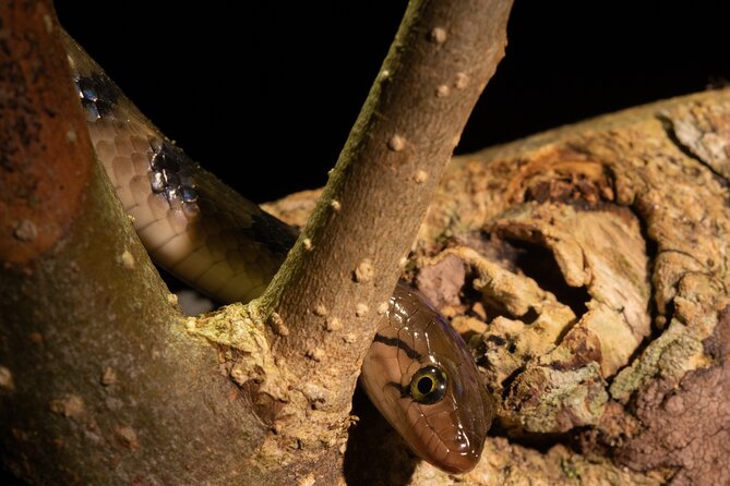 Sinharaja Rainforest Day Tour By Rainforest Expedition - Food, snacks, and water, built into the day