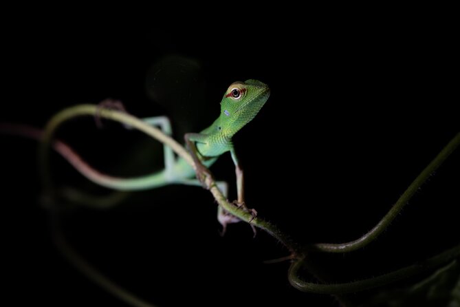 Sinharaja Rainforest Day Tour By Rainforest Expedition - What is included, and how to judge the real value of $42