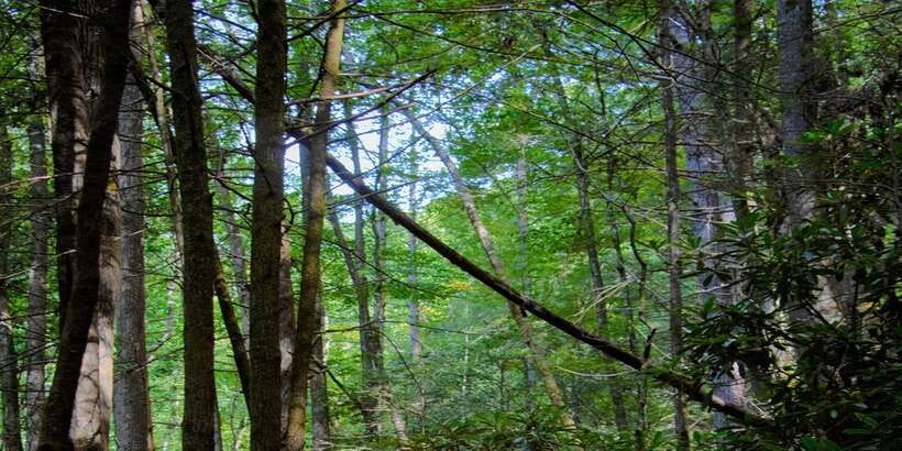 Sinharaja Rainforest Private & Customize Tour - Sinharaja: walking into one of Sri Lanka’s last true rainforests