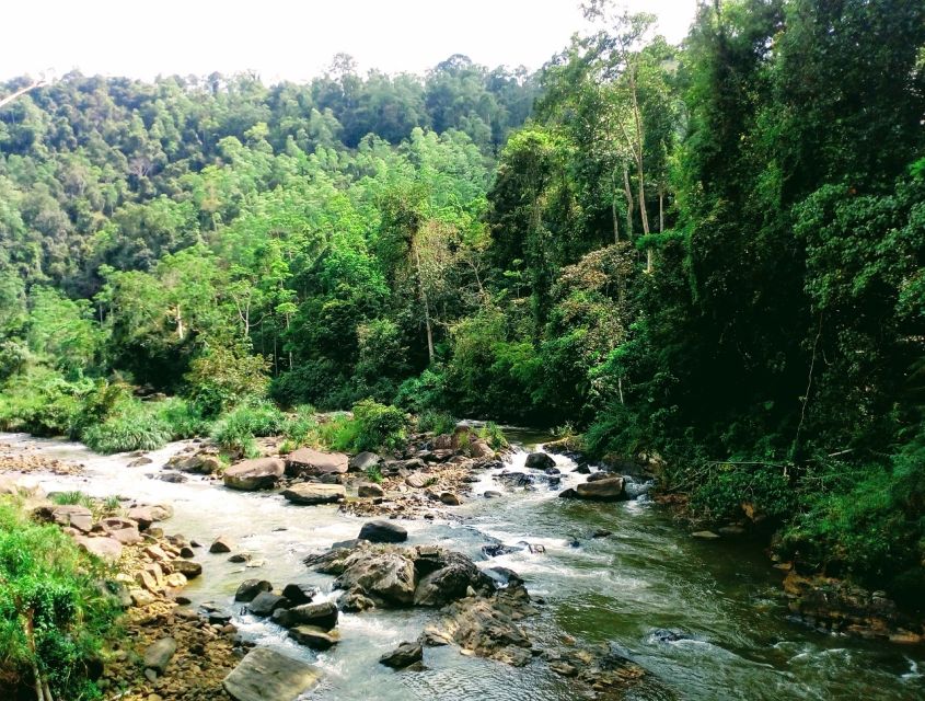 Sinharaja Rainforest Private & Customize Tour - Chameleons, snakes, monkeys, birds, and insects you actually notice