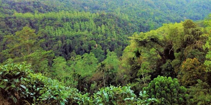 Sinharaja Rainforest Private & Customize Tour - Transport, guides, and the small things that make the day smoother