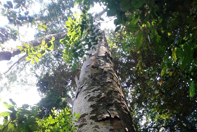 Sinharaja Rainforest Tour - Wildlife spotting habits that help you see more