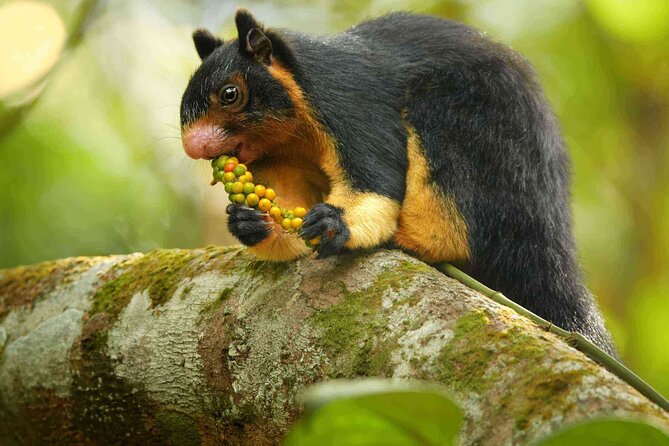 Sinharaja Rainforest Trekking Private Day Trip with Local Lunch - Rainforest spotting: biodiversity, waterfalls, and going at your own pace