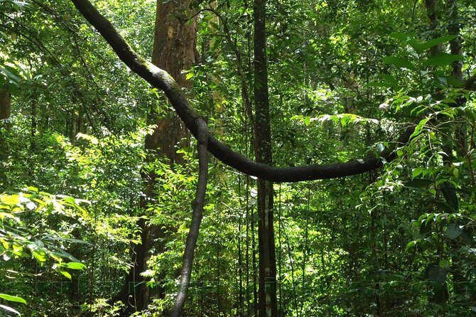 Sinharaja Rainforest Trekking Private Day Trip with Local Lunch - How an 8 to 10 hour day usually plays out