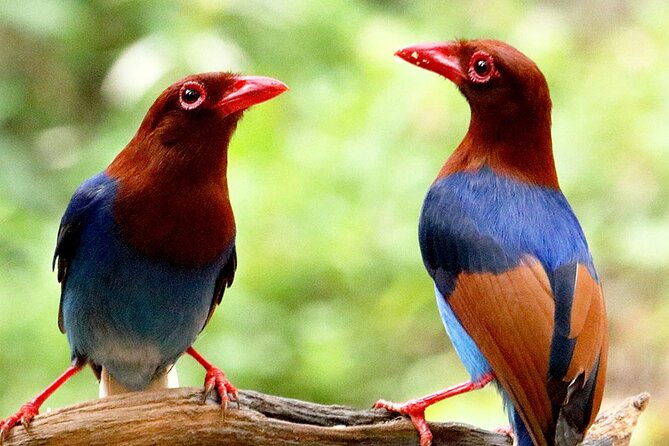 Sinharaja Rainforest Trekking Private Day Trip with Local Lunch - Who should book, and who might want a different plan