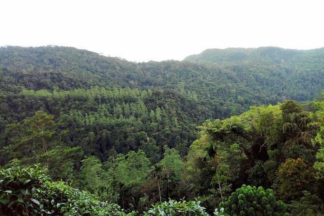 Sinharaja Rainforest & Udawalawe Safari - 2 Days, All Inclusive - Overnight in Udawalawe: why this matters for your safari day