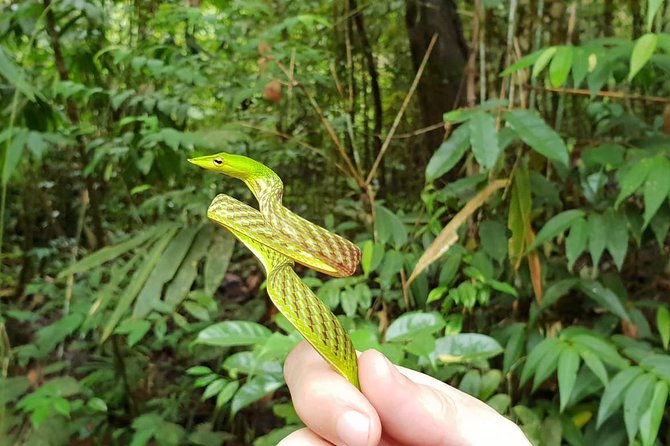 Sinharaja Short tour with 5 waterfalls tour or Adventure tour - Private, naturalist-led, and actually prepared for rainforest weather