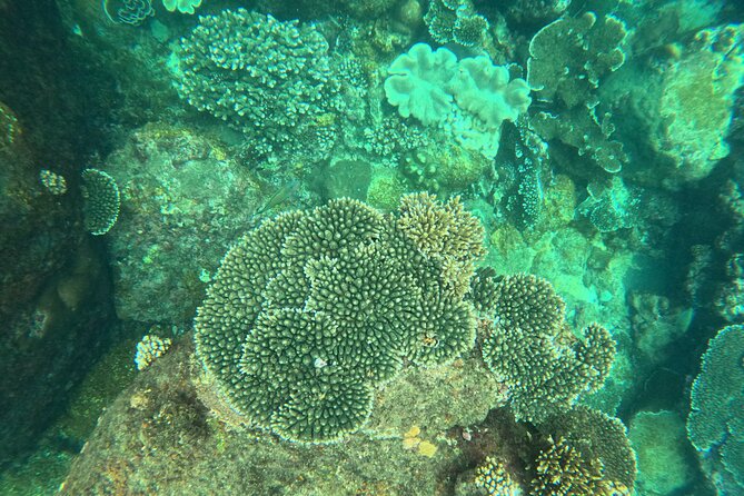Snorkeling at Angel Rock - Turtles and sharks, how to maximize your chances without freaking out