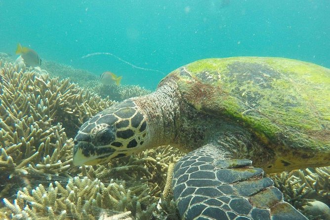 Snorkeling at Pigeon Island - Key highlights in plain terms