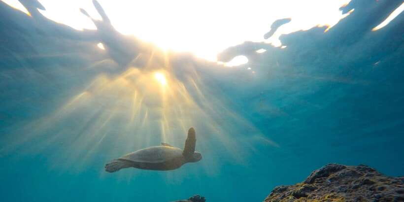 Snorkeling in Hikkaduwa - Your 1-hour game plan in Hikkaduwa