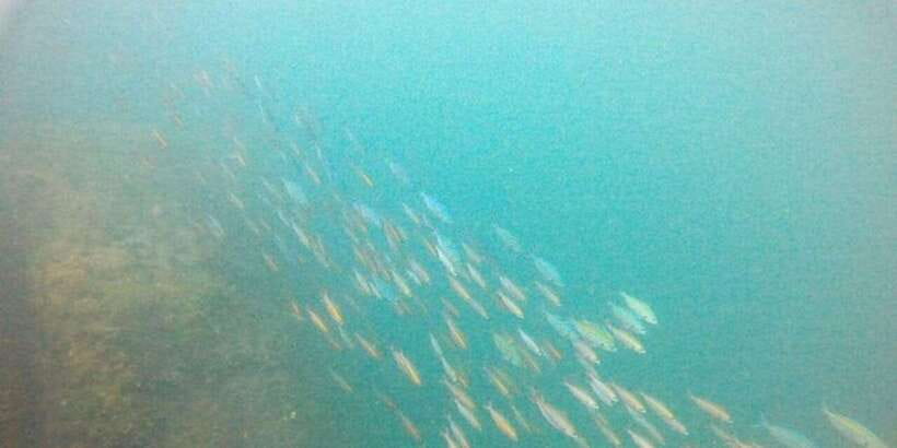 Snorkeling in Hikkaduwa - Should you book snorkeling in Hikkaduwa?
