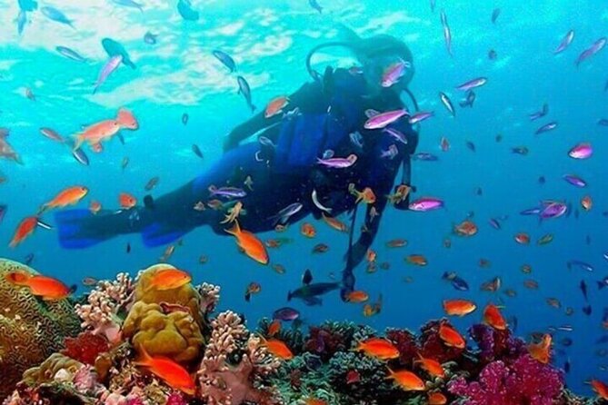Snorkeling in Trincomalee - Snorkeling in Trincomalee: The Water, the Life, and the Real Experience