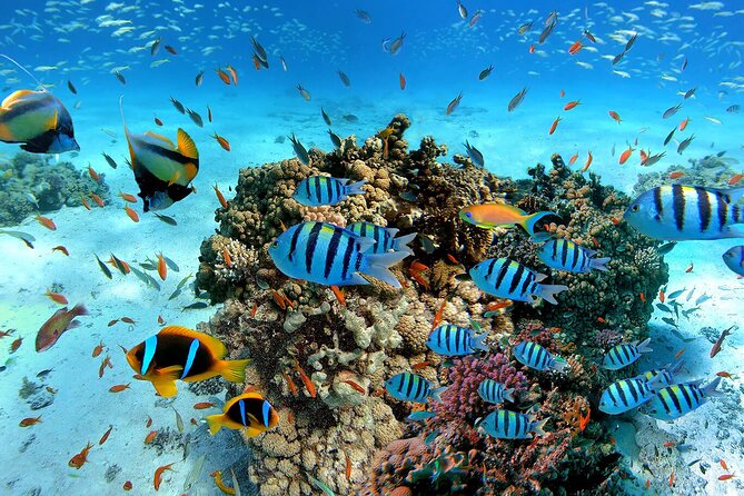 Snorkeling in Trincomalee - Coral, Rock Pools, and Fish: What You Should Look For