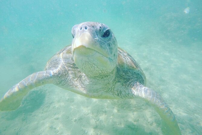 Snorkeling On Beautiful Rock Island - Unawatuna by Boat - Unawatuna Bay to Rock Island, the simple plan