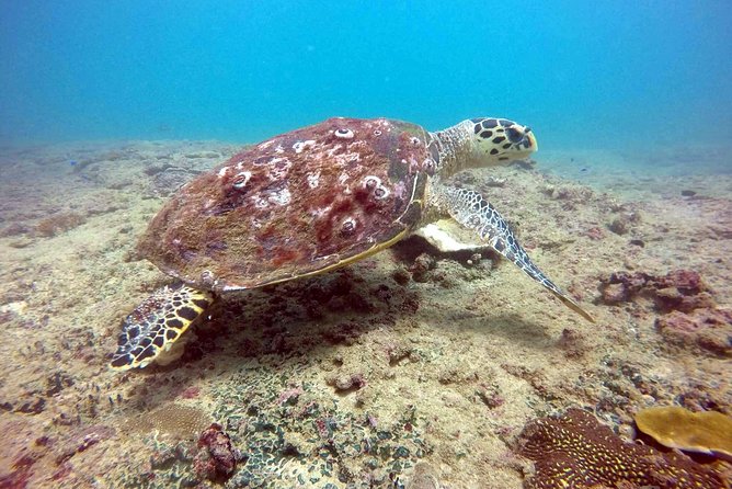 Snorkeling On Beautiful Rock Island - Unawatuna by Boat - Rock Island snorkeling in Unawatuna Bay: what you are actually chasing