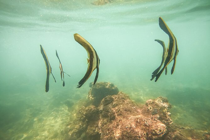 Snorkeling On Beautiful Rock Island - Unawatuna by Boat - Price, timing, and group size in the real world