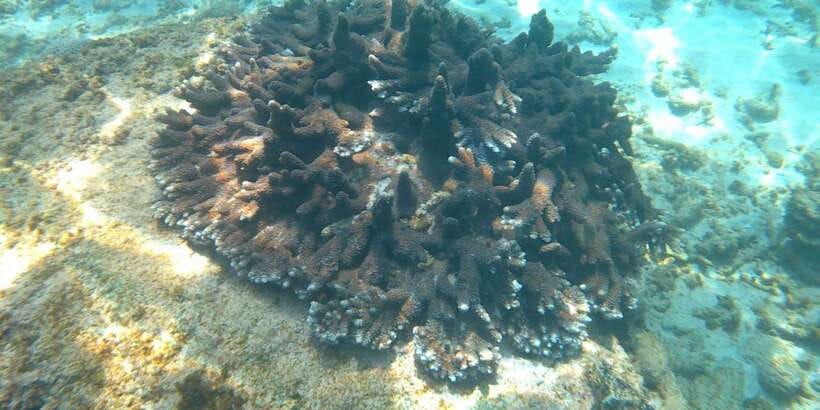 Snorkeling Trip from Polhena Beach, Matara, Sri Lanka - Should you book Snorkeling Mirissa from Polhena Beach?