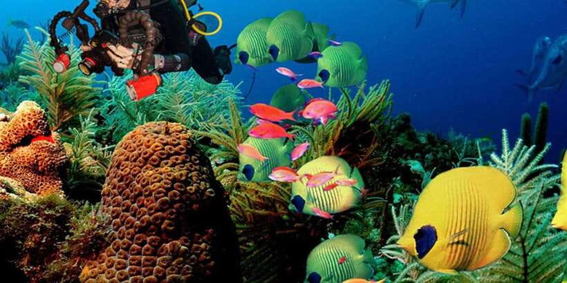 Snorkeling Trip from Polhena Beach, Matara, Sri Lanka - Turtles, wheals, and the sea life you’ll actually search for