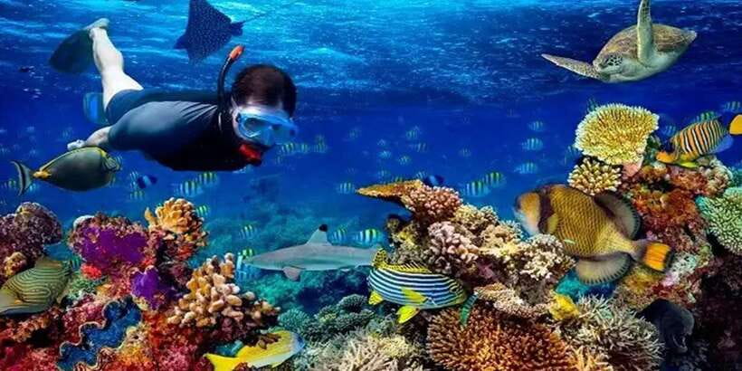 Snorkeling Trip from Polhena Beach, Matara, Sri Lanka - Who should book this snorkeling trip from Matara?