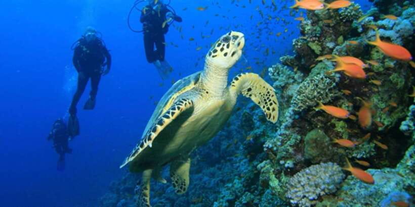 Snorkeling Trip from Polhena Beach, Matara, Sri Lanka - Things to watch for on the day (so you enjoy the short window)
