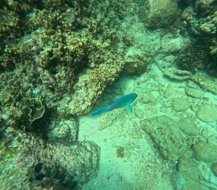 Snorkeling Trip To Angel Rock - Should You Book the Angel Rock Snorkeling Trip From Nilaveli?