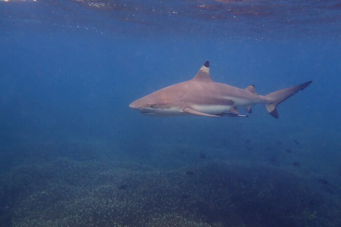 Snorkeling Trip to Pigeon Island - Weather and Expectations: The Part You Cannot Control