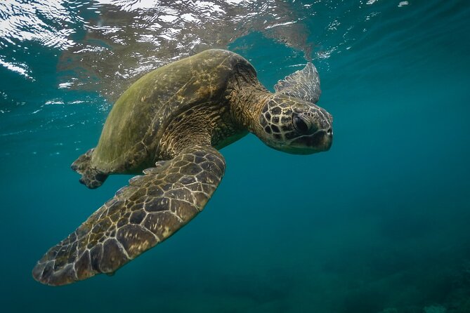 Snorkeling with Sea Turtles in Mirissa (Pickup and Drop included) - Quick highlights from Mirissa’s sea turtle snorkel