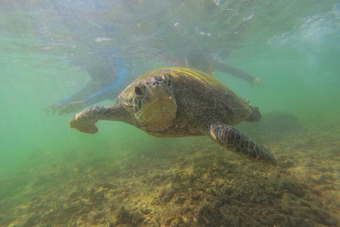 Snorkeling with Sea Turtles in Mirissa (Pickup and Drop included) - Where you snorkel: Mirissa’s reef area near Galle