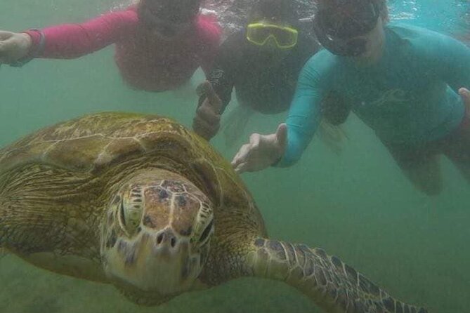 Snorkeling with Sea Turtles in Mirissa (Pickup and Drop included) - Meeting Aja: guidance that makes a turtle snorkel actually work