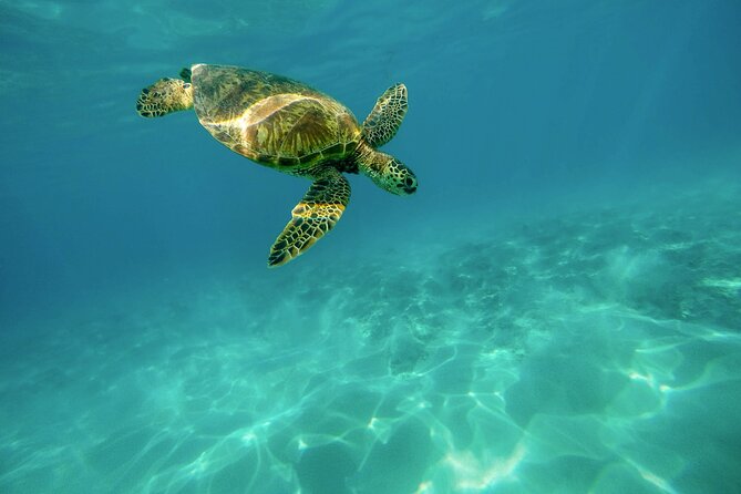 Snorkeling with Sea Turtles in Mirissa (Pickup and Drop included) - Gear and comfort: wet suit, fins, towel, life jacket (if needed)