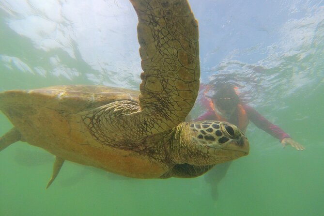 Snorkeling with Sea Turtles in Mirissa (Pickup and Drop included) - Price and value: what $45 buys you in real terms