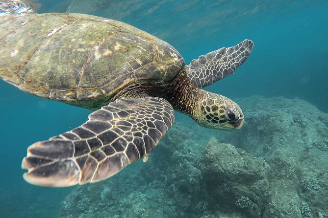 Snorkeling with Turtles in Mirissa - Key highlights worth booking
