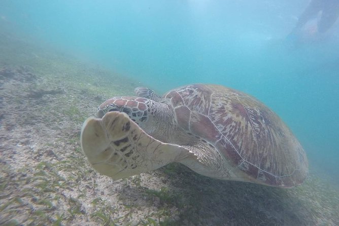 Snorkeling with Turtles in Mirissa - Where the tour starts in Mirissa (and why it matters)