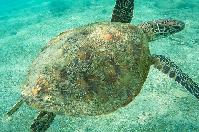 Snorkeling with Turtles in Mirissa - Parrot Rock snorkeling: the turtle search zone