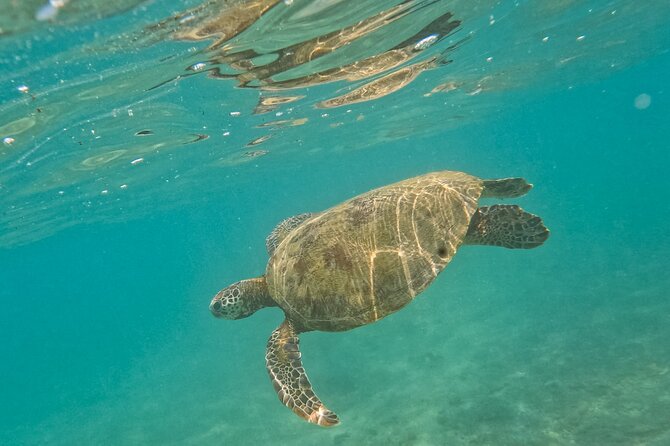 Snorkeling with Turtles in Mirissa - Sea turtles, coral, and fish, plus a GoPro-style bonus