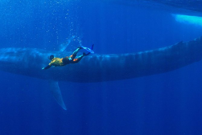 Snorkeling with Whales in Mirissa - Blue Whales in Mirissa: Why This Trip Stays on Your Mind