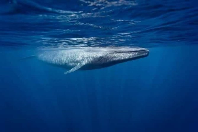 Snorkeling with Whales in Mirissa - Morning Timing in Mirissa: Start Times That Float With the Ocean