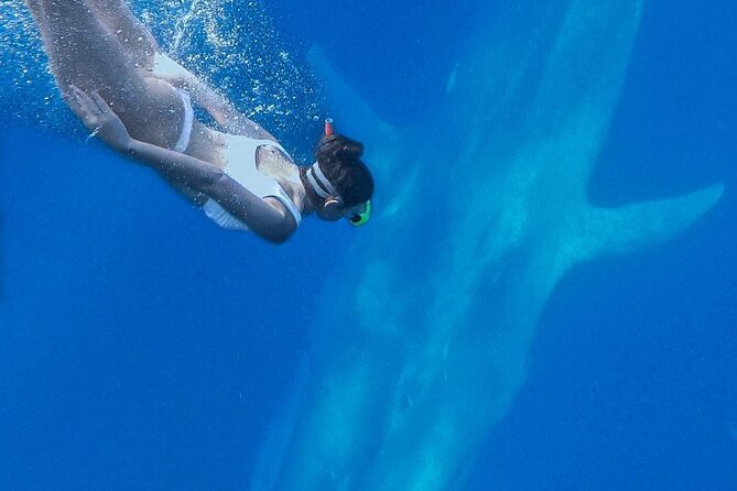 Snorkeling with Whales in Mirissa - The Whale Species You Might Encounter (and Why It Matters)
