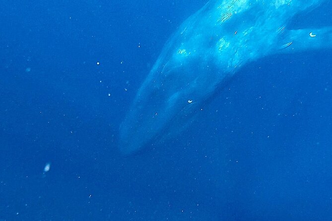 Snorkeling with Whales in Mirissa - Price and Value: Is $348.72 Worth It?
