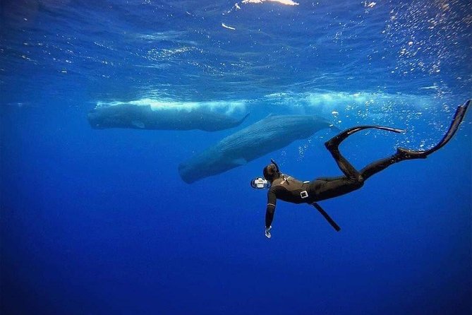 Snorkeling with Whales in Mirissa - What the 4 Hours Look Like on the Water