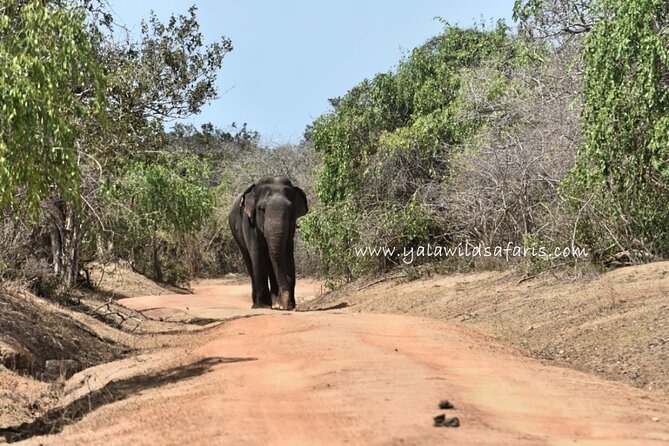 Special Leopard Safari Tour in Yala National Park by Malith & the team - Key highlights you will care about
