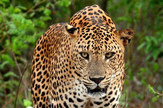Special Leopard Safari Tour in Yala National Park by Malith & the team - The wildlife run after the leopard window