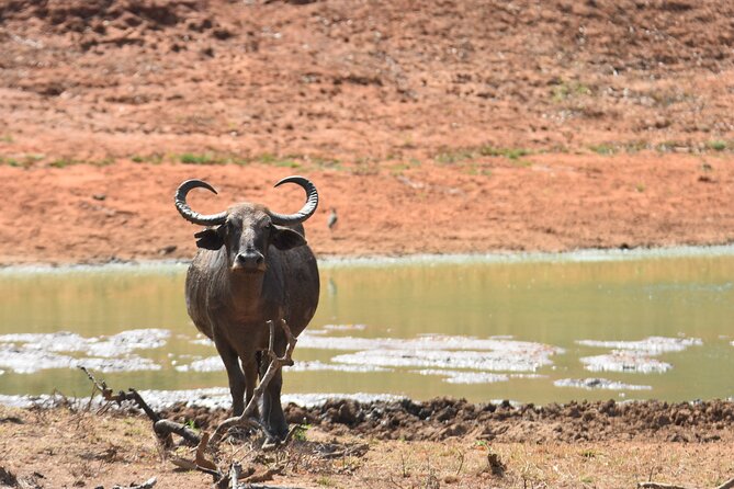 Special Leopard Safari Tour in Yala National Park by Malith & the team - Pickup, round-trip comfort, and what your morning feels like