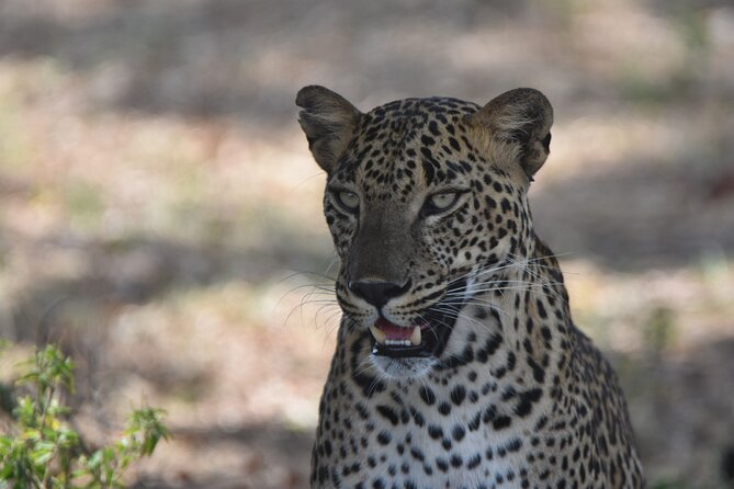 Special Leopard Safari Tour in Yala National Park by Malith & the team - The guide matters more than you think