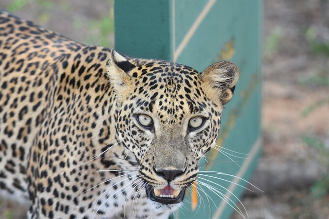 Special Leopard Safari Tour in Yala National Park by Malith & the team - What to bring for a smooth Yala safari morning