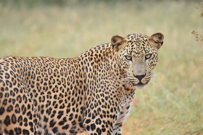 Special Leopard Safari Tour in Yala National Park by Malith & the team - Who this safari suits best