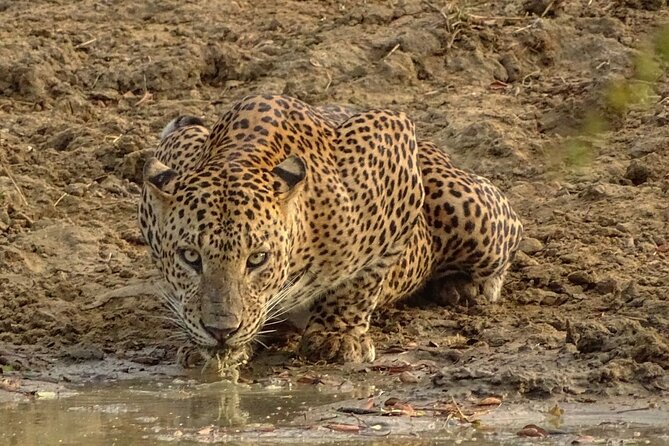 Special leopards safari Yala National park - 04.30 am to 11.30 am - Small-group jeep safari, max 6 for real attention