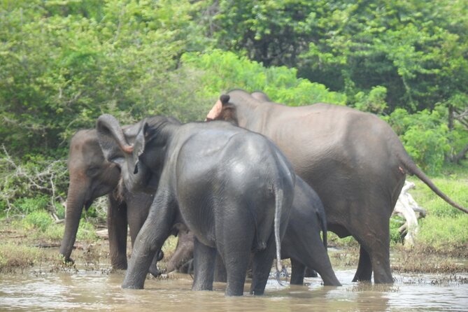 Special leopards safari Yala National park - 04.30 am to 11.30 am - Where the morning payoff usually comes from