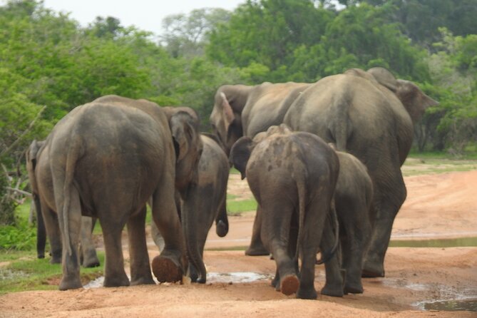 Special leopards safari Yala National park - 04.30 am to 11.30 am - Who should book this leopard safari